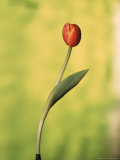 A Single Tulip Photographic Print by Ernie Friedlander