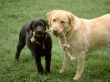 Two Dogs with Rope in Mouth Photographie par Bruce Ando