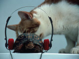 Cat Looking at Turtle with Headphones Photographie par Chris Rogers