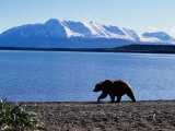 Silhouetted Grizzly Bear Walking Near Water Photographic Print by D. Robert Franz