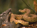 Rattlesnake Coiled Photographic Print by Robert Franz
