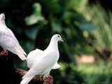 Doves Photographic Print by Bill Romerhaus