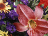 Flowers Sprinkled with Dew Photographic Print by Mitch Diamond