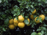 Grapefruit Trees, Brandenton Photographic Print by Jim Schwabel