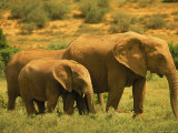 Mom and Child Elephants, Addo Elephant National Park, South Africa Photographie par Walter Bibikow