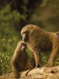 Baboons on a Log Outdoor Photographic Print by Elizabeth DeLaney