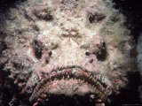 Poisonous Stonefish, Red Sea Photographic Print by Jeff Rotman