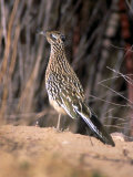 Greater Roadrunner, New Mexico Lámina fotográfica por Elizabeth DeLaney