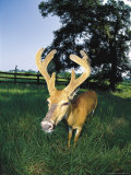 White Tailed Buck Photographic Print by Timothy O'Keefe