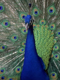 Peacock Showing Off Photographic Print by Larry Lipsky