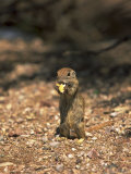 Ground Squirrel, Phoenix Zoo, AZ Lámina fotográfica por James Lemass Ground Squirrel, Phoenix Zoo, AZ Lámina fotográfica por James Lemass