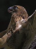 Red Tail Hawk Photographic Print by Harold Wilion