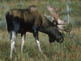 Bull Moose Photographic Print by David White