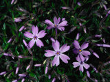 Purple Moss Phlox Photographic Print