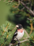 Rose-Breasted Grosbeak, CO Fotografie-Druck von Elizabeth DeLaney