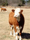 Simmental Beef Cattle Photographic Print by Ray Hendley