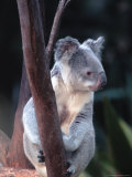 Koala, Australia Fotografie-Druck von Ernest Manewal