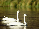 Two Trumpeter Swans, Yellowstone National Park, WY Fotografie-Druck von Elizabeth DeLaney