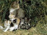Cat and Kittens in Hay Lámina fotográfica por Allen Russell Cat and Kittens in Hay Lámina fotográfica por Allen Russell