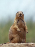 Prairie Dog Photographie par Lauree Feldman