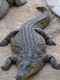 Nile Crocodile, Cango Ranch, Qudtshoorn, South Africa Photographic Print by Walter Bibikow