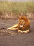 Lion, Masai Mara Game Resv, Kenya, Africa Fotografie-Druck von Elizabeth DeLaney