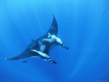 Symbiotic Remoras Attached to Manta Ray Photographic Print by Jeff Rotman