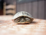 Box Turtle Hiding in Shell, KY Lámina fotográfica por Bill Romerhaus Box Turtle Hiding in Shell, KY Lámina fotográfica por Bill Romerhaus