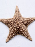 Starfish Photographic Print by Matthew Borkoski