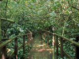 Jungle, Hawaii Lámina fotográfica por Bill Romerhaus Jungle, Hawaii Lámina fotográfica por Bill Romerhaus