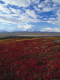 Bear Berries, Mt. Mckinley, AK Photographic Print by John Luke