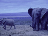 Elephants at Dusk, Addo Elephant National Park, South Africa Photographie par Walter Bibikow