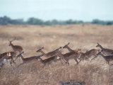 Impala, Serengeti, Tanzania, East Africa Photographic Print by John Dominis