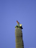 Pine Grosbeak on Saquaro Cactus, Southern, AZ Fotografie-Druck von Elizabeth DeLaney