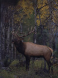 Bull Elk in Aspens Photographie par D. Robert Franz