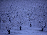 Fruit Orchard in Snow, Orem, UT Photographic Print by John Telford