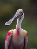 Roseate Spoonbill Photographic Print by Larry Lipsky
