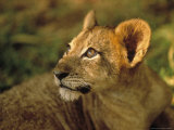 Lion Cub Looking Up, Pilanesberg National Park, South Africa Photographic Print by Walter Bibikow