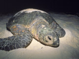 Green Turtle Returning to Sea, South China Sea Photographic Print by Jeff Rotman