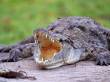 Crocodile, Mara River, Kenya Photographic Print by Elizabeth DeLaney