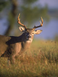 White-Tailed Deer, Choke Canyon SP, TX Photographic Print by Amy And Chuck Wiley/wales