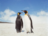 Penguins, South Georgia, Near Cape Horn Photographic Print by Volvox 