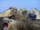Elephant Seals, Antarctica Photographic Print by Ernest Manewal