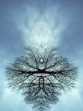 Tree Reflected in Water and Surrounded by Clouds Fotografie-Druck von Chris Rogers