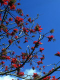 Close-up of Flame Tree with Sky Photographic Print by Michele Burgess