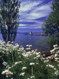 Overview of Wildflowers, Trees and Lake Photographic Print by Lee Peterson