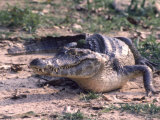 Panatela Cayman Alligator, Brazil Lámina fotográfica Panatela Cayman Alligator, Brazil Lámina fotográfica