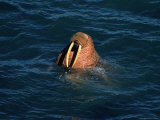 Male Walrus Swimming in Alaskan Waters Reprodukcja zdjęcia autor Frank Staub Male Walrus Swimming in Alaskan Waters Reprodukcja zdjęcia autor Frank Staub