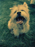 Small Dog Sitting on the Grass Photographic Print by Joseph Hancock