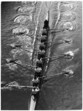 Oar Pattern Lámina fotográfica
